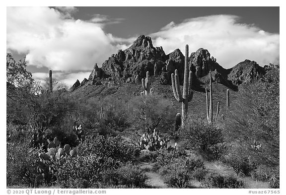 Cactus, Palo Verde, and Ragged Top Mountain. Ironwood Forest National Monument, Arizona, USA (black and white)