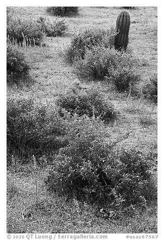 Lupine and shrubs. Ironwood Forest National Monument, Arizona, USA (black and white)