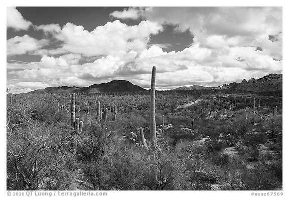 Saguaro forest and Quartzite Peak. Ironwood Forest National Monument, Arizona, USA (black and white)
