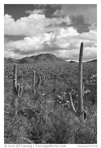 Bajada with cactus and Quartzite Peak. Ironwood Forest National Monument, Arizona, USA (black and white)