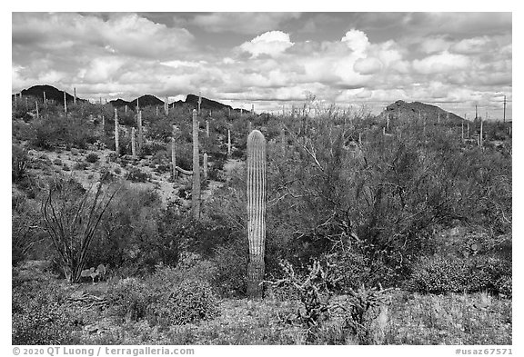 Brittlebush in bloom, cactus, and Palo Verde. Ironwood Forest National Monument, Arizona, USA (black and white)