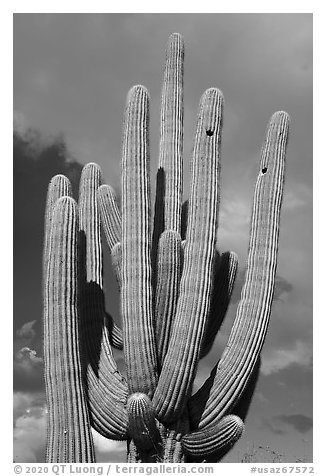 Multiple arms of saguaro cactus. Ironwood Forest National Monument, Arizona, USA (black and white)