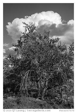 Ironwood tree and clouds. Ironwood Forest National Monument, Arizona, USA (black and white)