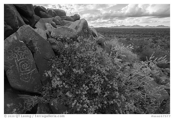 Petroglyphs and brittlebush, Cocoraque Butte. Ironwood Forest National Monument, Arizona, USA (black and white)
