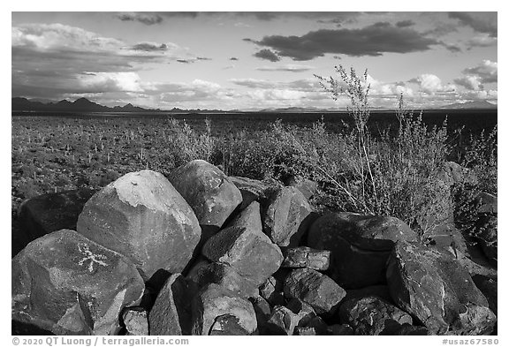 Boulders with petroglyphs, brittlebush, and Avra Valley. Ironwood Forest National Monument, Arizona, USA (black and white)