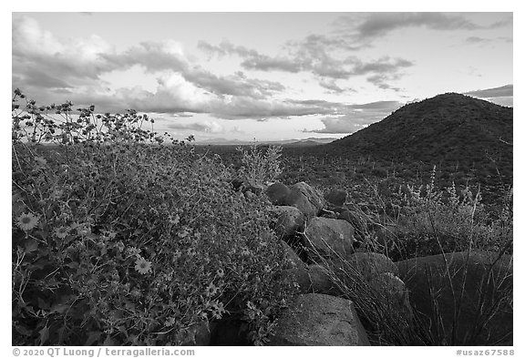 Brittlebush and Cocoraque Butte, twilight. Ironwood Forest National Monument, Arizona, USA (black and white)