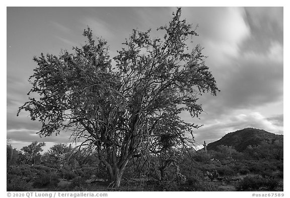 Ironwood tree and Cocoraque Butte at dusk. Ironwood Forest National Monument, Arizona, USA (black and white)