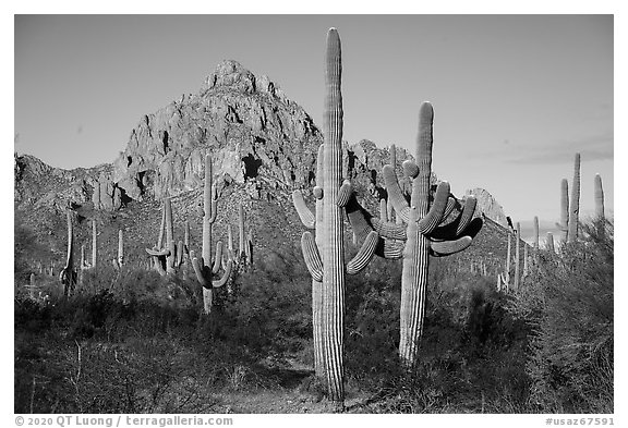 Saguaro cactus and Ragged Top Mountain. Ironwood Forest National Monument, Arizona, USA (black and white)