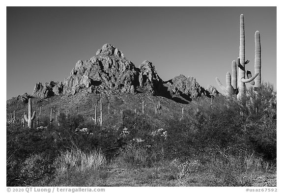 Lush creosote and saguaro plant community and Ragged Top. Ironwood Forest National Monument, Arizona, USA (black and white)