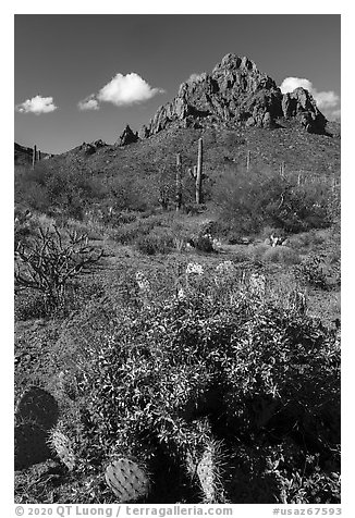 Cactus and brittleblush in bloom at the base of Ragged Top. Ironwood Forest National Monument, Arizona, USA (black and white)