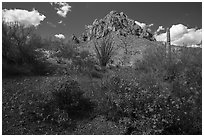 Brittlebush, ocotillo, and Ragged Top Mountain. Ironwood Forest National Monument, Arizona, USA ( black and white)