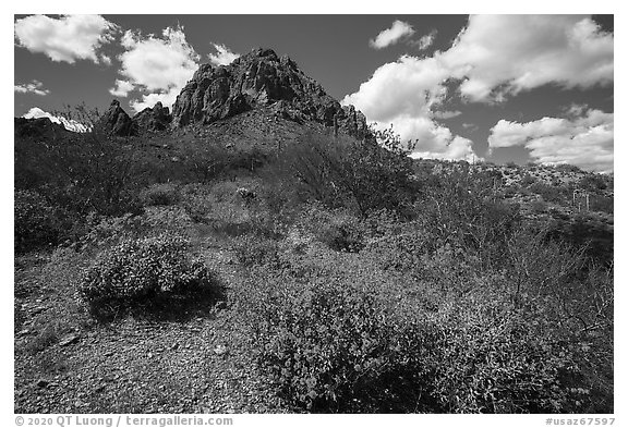 Carpet of brittlebush in bloom below Ragged Top. Ironwood Forest National Monument, Arizona, USA (black and white)