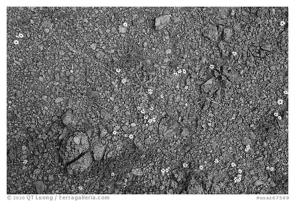 Close up of arid floor with tiny wildflowers. Ironwood Forest National Monument, Arizona, USA (black and white)