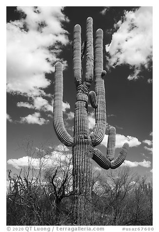 Saguaro cactus. Ironwood Forest National Monument, Arizona, USA (black and white)