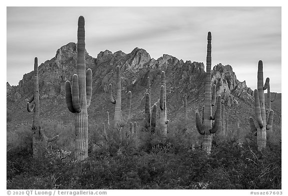 Saguaro cactus and craggy knobs of Ragged Top at sunset. Ironwood Forest National Monument, Arizona, USA (black and white)