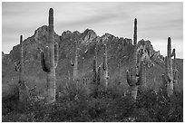 Saguaro cactus and craggy knobs of Ragged Top at sunset. Ironwood Forest National Monument, Arizona, USA ( black and white)
