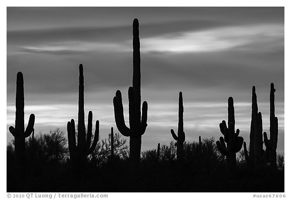 Saguaro cactus and sunset sky. Ironwood Forest National Monument, Arizona, USA (black and white)
