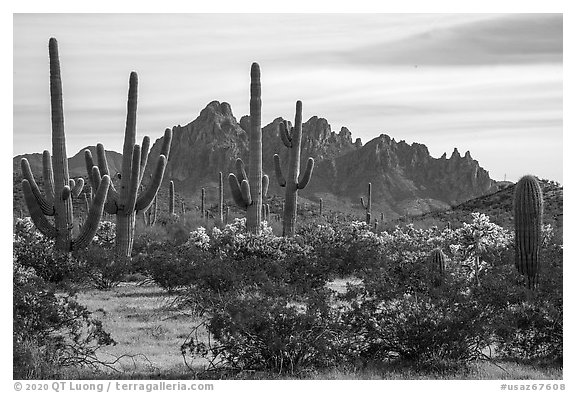 Saguaro and cholla cacti and with rocky wall of Ragged Top. Ironwood Forest National Monument, Arizona, USA (black and white)