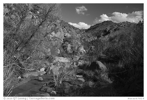 Wash, Badger Springs Canyon. Agua Fria National Monument, Arizona, USA (black and white)