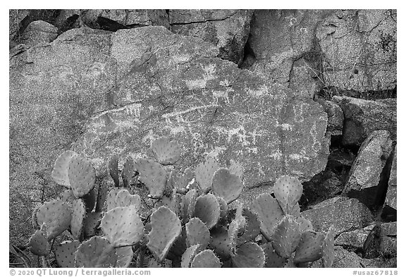 Panel of petroglyphs, Badger Springs Canyon. Agua Fria National Monument, Arizona, USA (black and white)