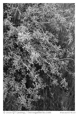 Shrubs in bloom. Agua Fria National Monument, Arizona, USA (black and white)