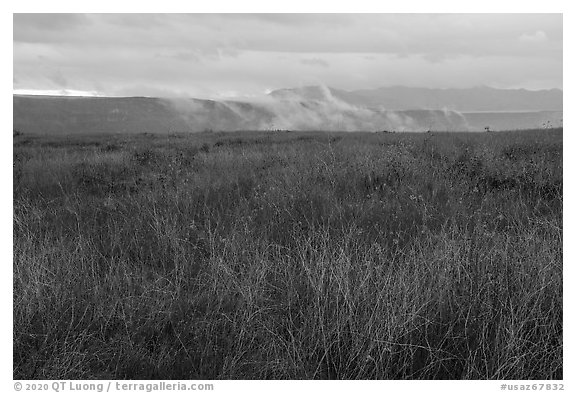 Tall grasses, spring wildflowers with foggy canyon. Agua Fria National Monument, Arizona, USA (black and white)