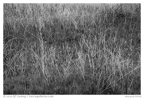 Close up of blooms and grasses. Agua Fria National Monument, Arizona, USA (black and white)