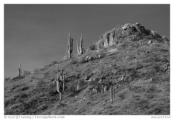 Saugaro cacti, wildflowers, and rock outcrop, Tonto National Monument. Tonto Naftional Monument, Arizona, USA (black and white)