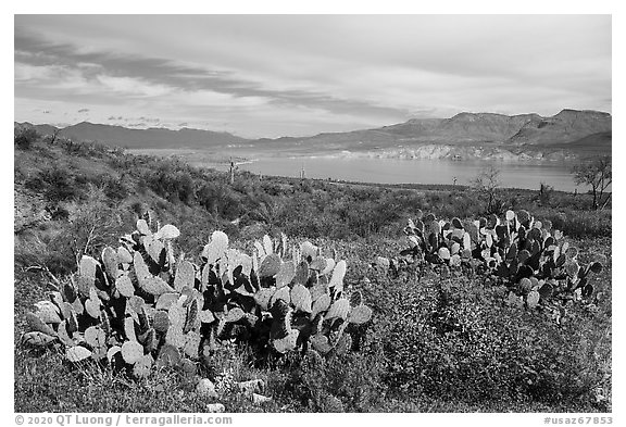 Cacti, wildflowers, and Theodore Roosevelt Lake, Tonto National Monument. Tonto Naftional Monument, Arizona, USA (black and white)