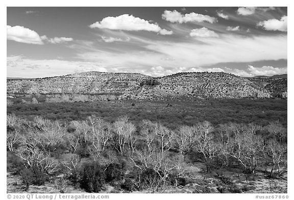 Wash with Arizona Sycamore trees, Montezuma Castle National Monument. Arizona, USA (black and white)