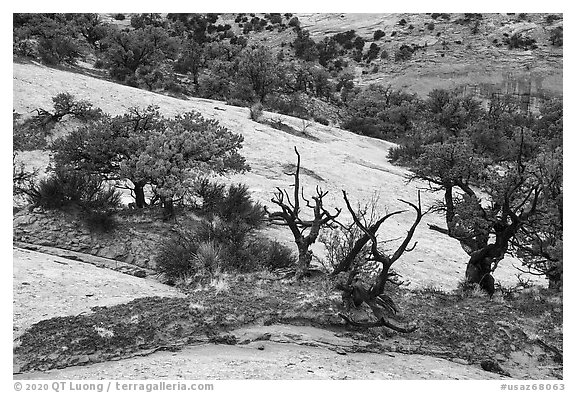 Along Sandal Trail. Navajo National Monument, Arizona, USA (black and white)