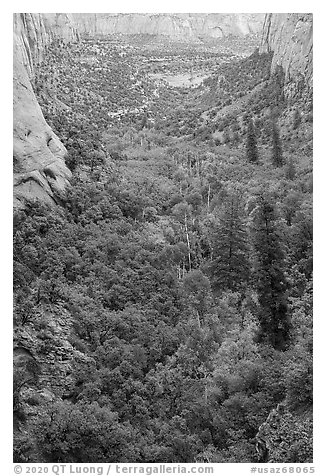Forest in early autumn, Betatakin Canyon. Navajo National Monument, Arizona, USA (black and white)