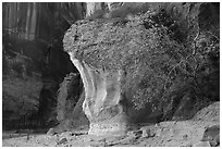 Tree in Paria Canyon. Vermilion Cliffs National Monument, Arizona, USA ( black and white)