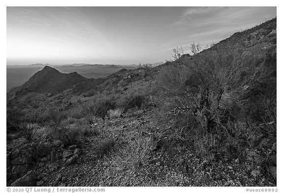 Palo Verde on slopes of Waterman Mountains at dawn. Ironwood Forest National Monument, Arizona, USA (black and white)