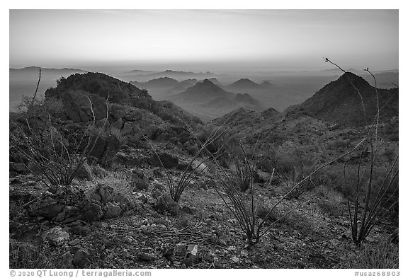 Ocotillo and desert peaks from Waterman Mountains at dawn. Ironwood Forest National Monument, Arizona, USA (black and white)