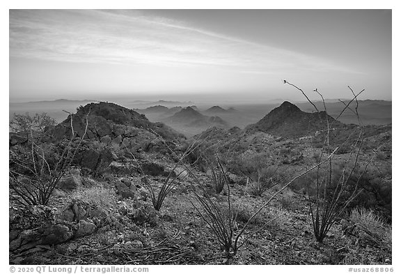 Ocotillo and desert peaks from Waterman Mountains at sunrise. Ironwood Forest National Monument, Arizona, USA (black and white)