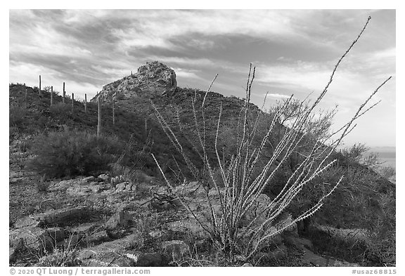 Ocotillo and Waterman Peak. Ironwood Forest National Monument, Arizona, USA (black and white)