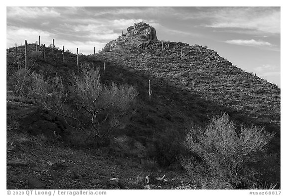 Palo Verde and Waterman Peak. Ironwood Forest National Monument, Arizona, USA (black and white)