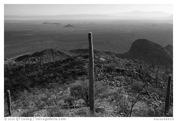 Saguaro cactus and plain from Waterman Peak. Ironwood Forest National Monument, Arizona, USA (black and white)
