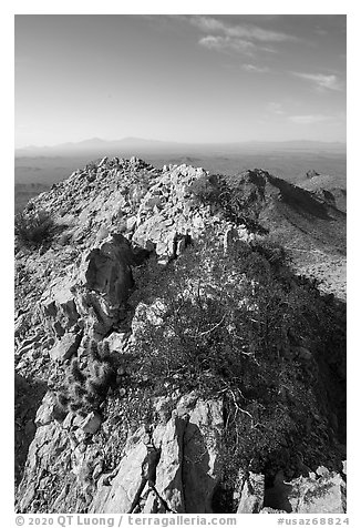 Waterman Peak summit ridge. Ironwood Forest National Monument, Arizona, USA (black and white)