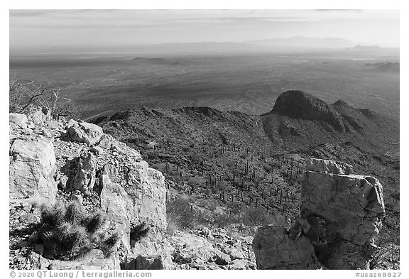 Cactus and plains from Waterman Peak summit. Ironwood Forest National Monument, Arizona, USA (black and white)