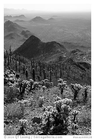 Cholla and saguaro cacti on slopes of Waterman Peak. Ironwood Forest National Monument, Arizona, USA (black and white)