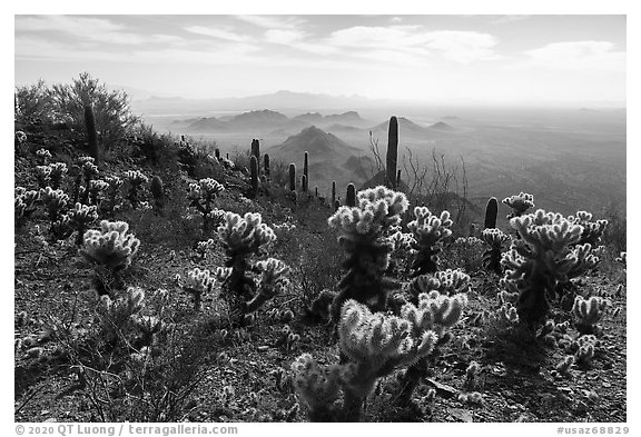 Cholla cacti and desert peaks from Waterman Mountains. Ironwood Forest National Monument, Arizona, USA (black and white)