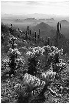 Cholla and saguaro cacti, desert peaks from Waterman Mountains. Ironwood Forest National Monument, Arizona, USA ( black and white)