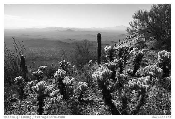 Cactus on Waterman Peak. Ironwood Forest National Monument, Arizona, USA (black and white)