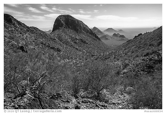 Palo Verde and peaks from Waterman Mountains. Ironwood Forest National Monument, Arizona, USA (black and white)