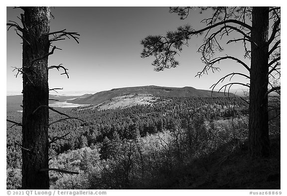 Ponderosa pines framing Mount Trumbull. Grand Canyon-Parashant National Monument, Arizona, USA (black and white)