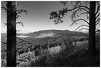 Ponderosa pines framing Mount Trumbull. Grand Canyon-Parashant National Monument, Arizona, USA ( black and white)