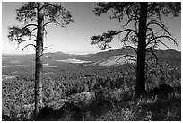 Ponderosa pines and Mount Trumbull. Grand Canyon-Parashant National Monument, Arizona, USA ( black and white)