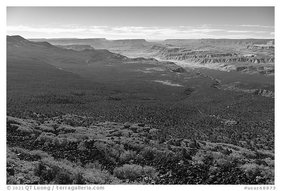 Pine forest and Grand Canyon. Grand Canyon-Parashant National Monument, Arizona, USA (black and white)